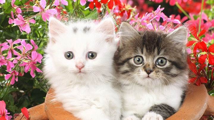 Two Sweet Catty In Garden